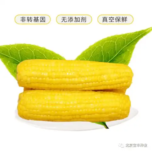 进入冬季该备着点儿营养又美味的美珍甜玉米啦