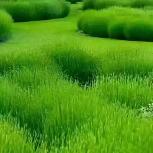绿色系头像网名木浔