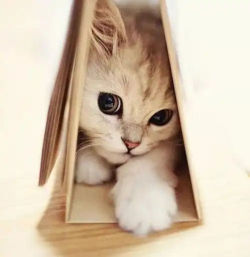 欧美风可爱猫咪头像