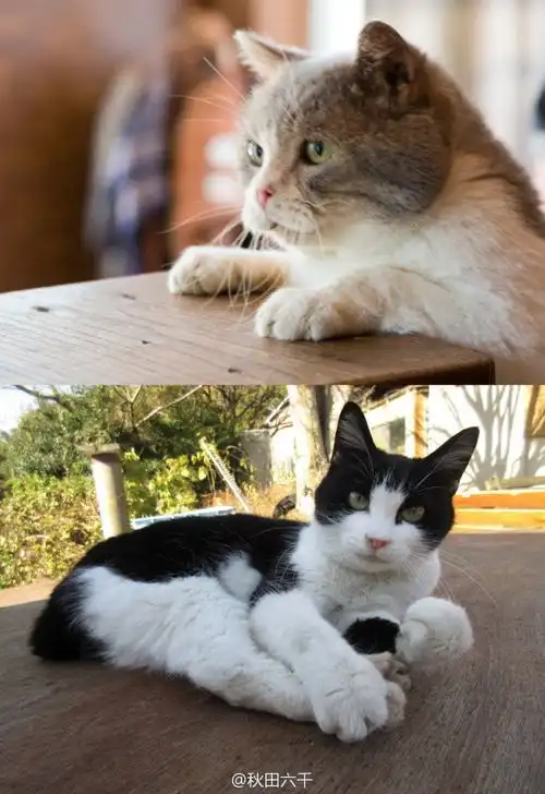 猫咪后院真喵版演员曝光