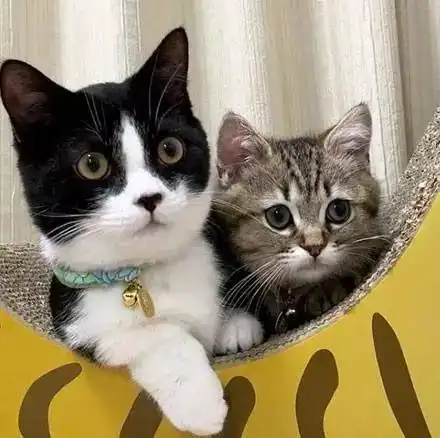 这两只短腿猫,其中还有奶牛猫,简直分分钟引人犯罪...
