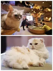 日本迎猫咪日治愈系喵星人萌翻岛国