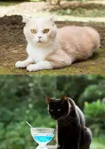 猫咪后院真喵版演员曝光