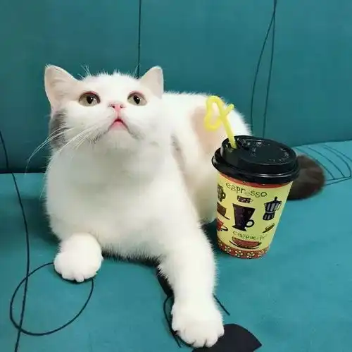 有毒易上瘾宜昌这些治愈系猫咖,让你从此告别云吸猫