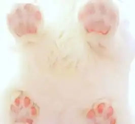 爪控不要错过,粉嫩嫩的猫爪太治愈人了