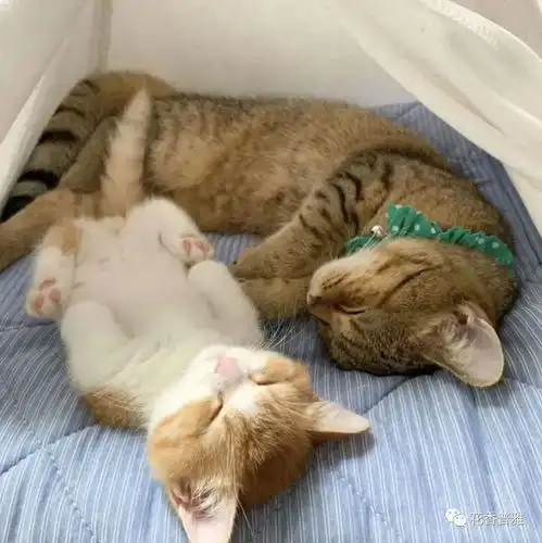 小奶猫睡觉头像