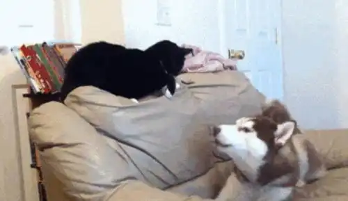 二哈狼嚎想要吓唬猫主子,下一秒直接认怂了