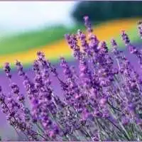 薰衣草微信头像微信头像图片大全