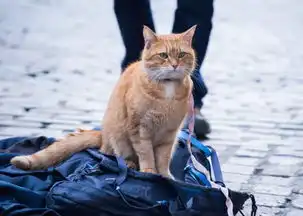 100必哭之作流浪猫鲍勃背后的真人小故事超暖心