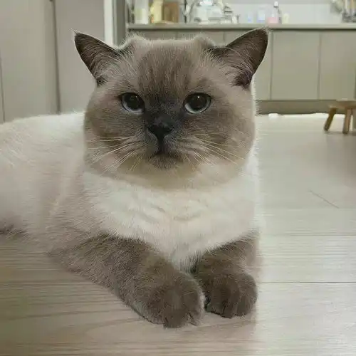 猫咪头像治愈系超清头像