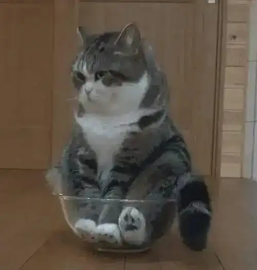 同样是猫,人家猫是液体做的,我家猫是肉做的
