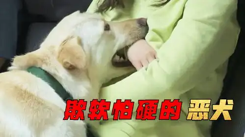 混种犬把主人当成玩具欺负,没事就咬两口,一见训犬师却秒认怂