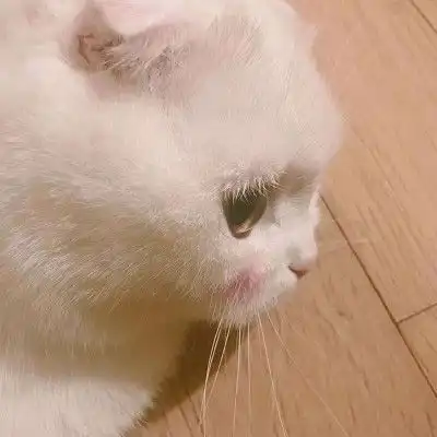 猫咪微信头像