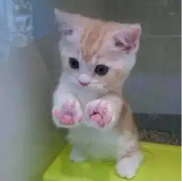 猫咪头像治愈系超清尾巴