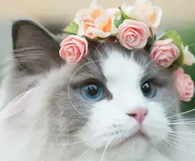 人不如猫系列瑞典猫咪被宠成公主还有水晶皇冠