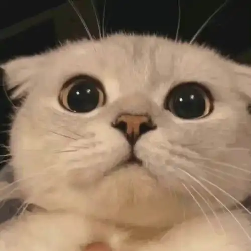 治愈系猫猫头像