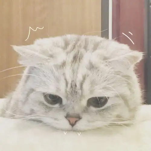 猫咪头像真人系头像图片