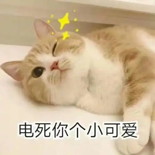 猫系女友头像可爱养猫
