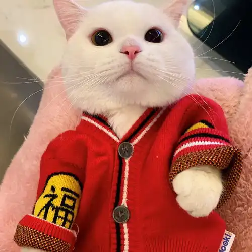 想换头像了吗可爱的猫咪写真,超治愈
