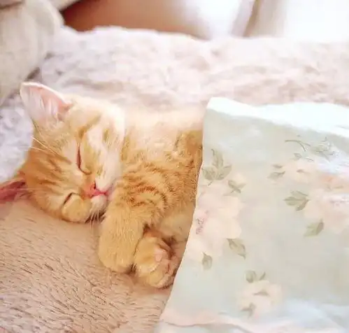 猫喜欢和你睡的原因究竟是什么