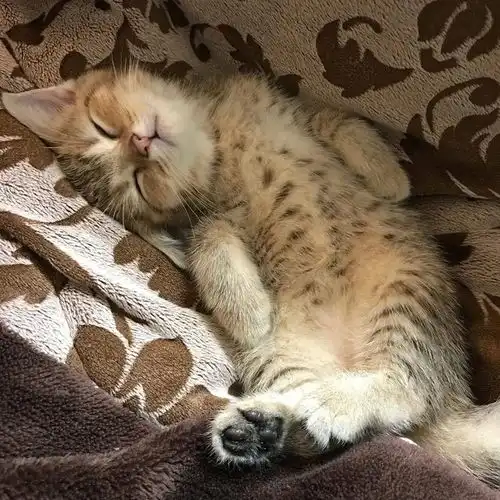猫系女友头像可爱睡姿