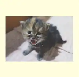 猫系女友头像可爱男友
