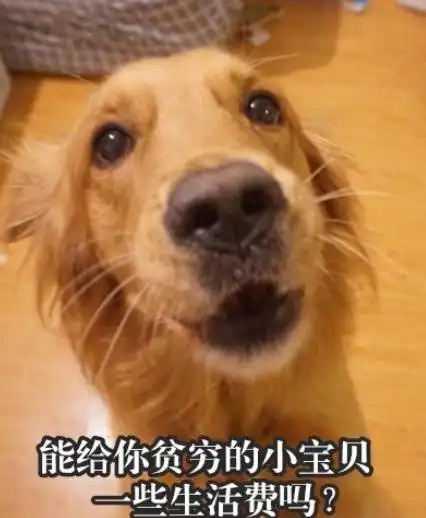万万没想到双十一给金毛买了50斤鸡胸肉却被辱骂没爱心,他这回复被网友夸赞怼得好