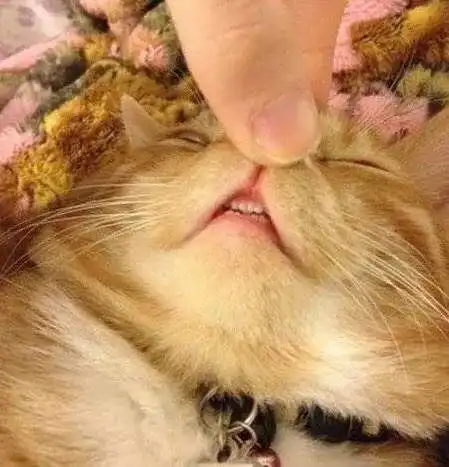 猫咪头像治愈系超清无法