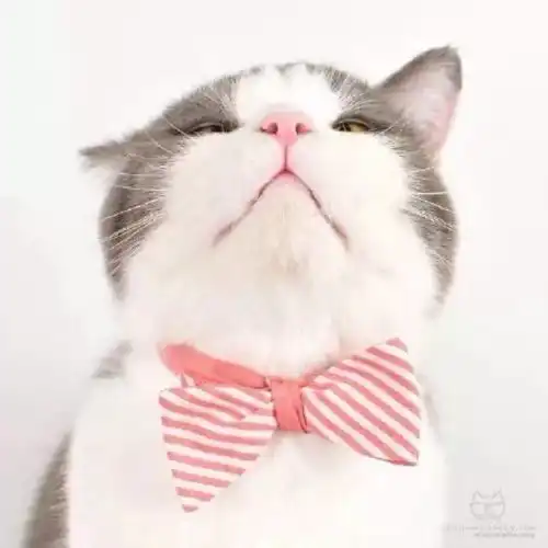 生日猫物语