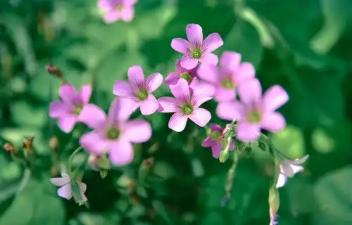 6月上旬,始于心动,陷于温柔,桃花上涨,真爱降临,共度余生爱情