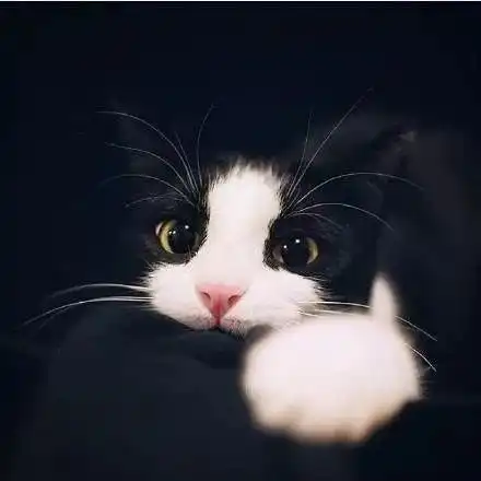 猫咪头像真人系头像图片