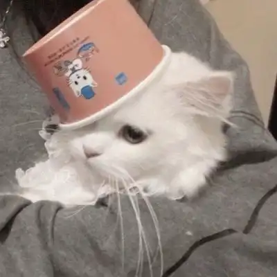 猫咪头像真人系头像图片
