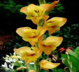 一个小球扔土里,突突开出一堆花,整个夏天赏不停