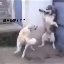 秒怂是什么意思