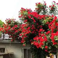 中华凌霄花朵小清新意境头像图片