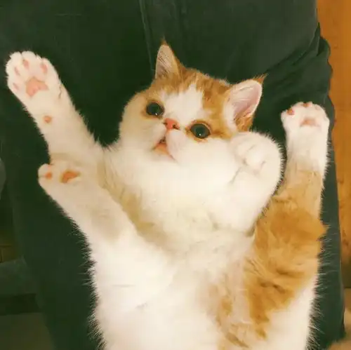 居然有这么治愈系的猫片