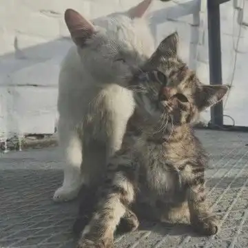 2021两个猫咪的情头超萌版