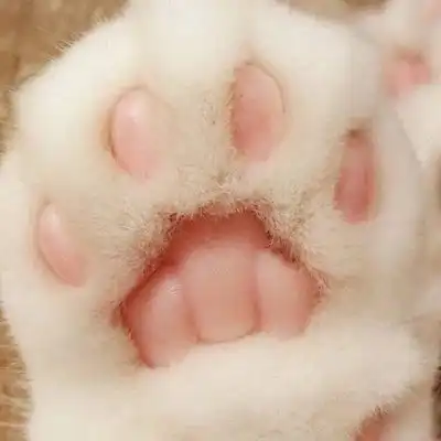 治愈系猫爪