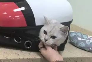 治愈系猫咪vs致郁系猫咪,每种喵星人都有被喜爱的理由