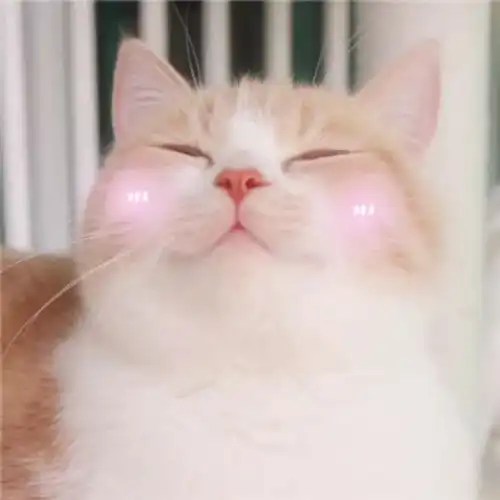 超级暖心的治愈系插画让旅行猫咪陪你走过春夏秋冬