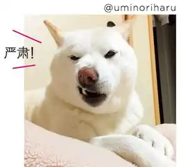 帅气可爱不管哪一个都超级喜欢的超萌柴犬