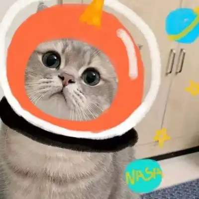 可爱猫咪宠物头像