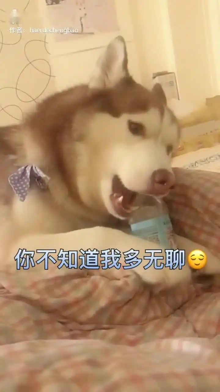 哈士奇不要打扰我,要不就不拆瓶子改拆家了最后内个表情真的是醉了