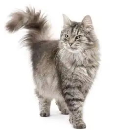 猫尾巴头像热门头像qq头像大全qq志乐园