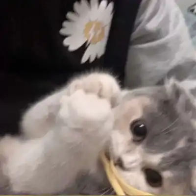 猫咪头像