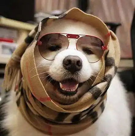 搞笑萌宠太搞笑了