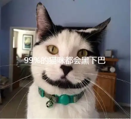 猫咪黑下巴原因丨怎么治疗用药掉毛怎么办该换什么猫粮