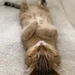 日本一小奶猫成精,因为呆萌得像人一样的睡姿走红网络